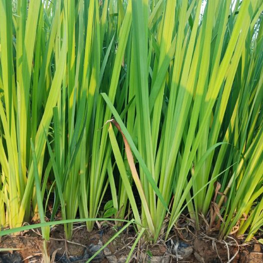 黄菖蒲 营养杯黄菖蒲 水烛 黄花鸢尾 水生鸢尾产地批发