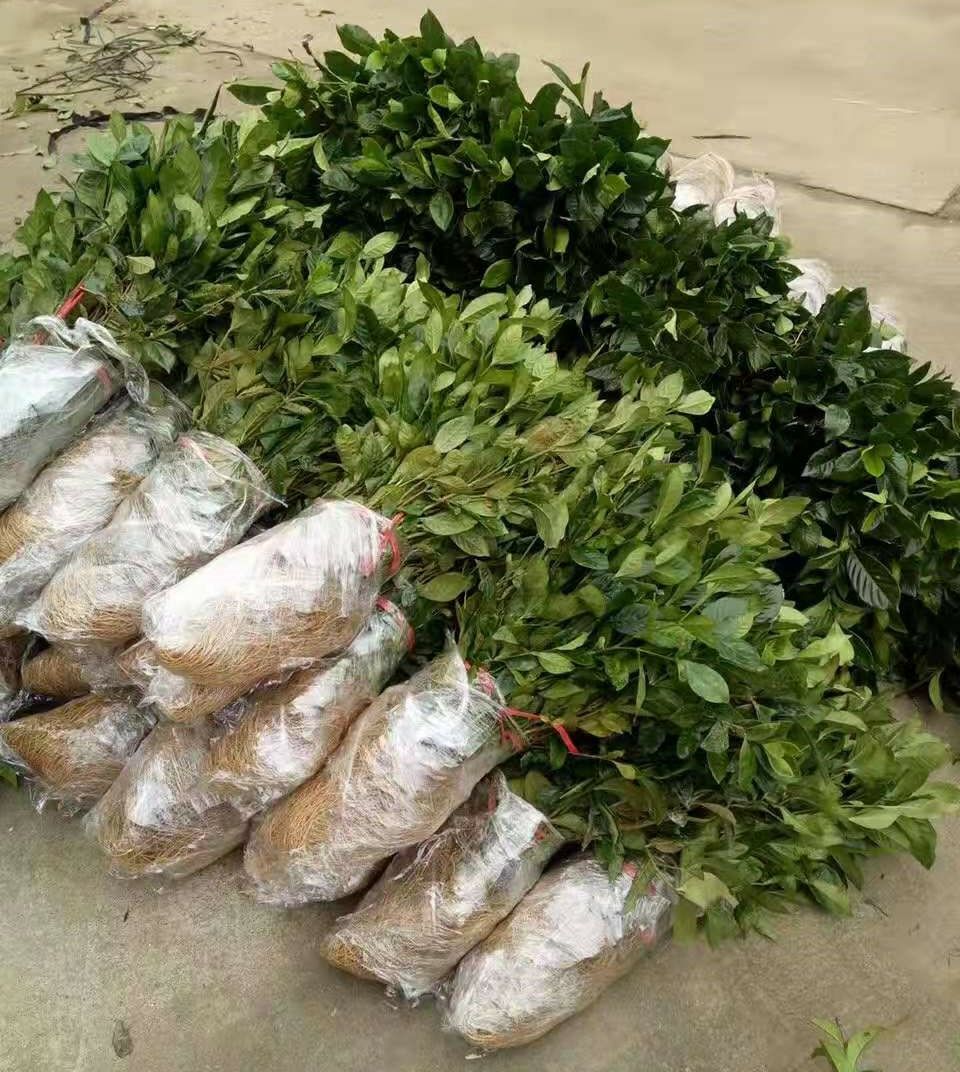 大叶栀子花苗花园地栽绿化工程四季常青浓香小苗室内盆栽开花盆景