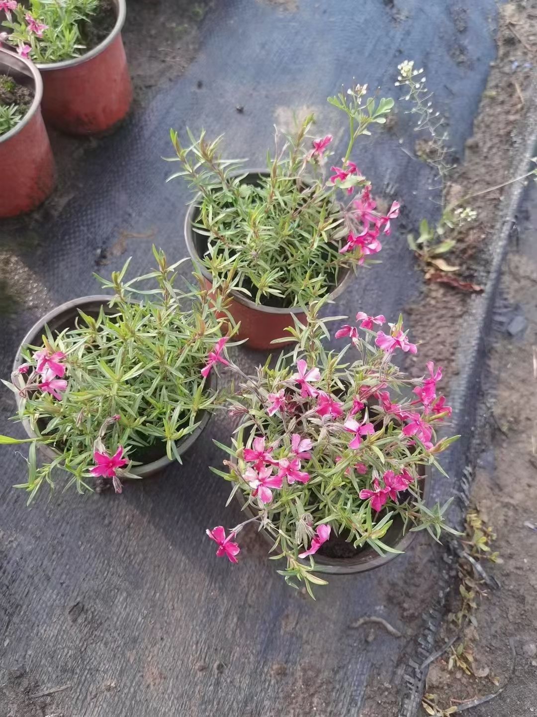 芝樱，丛生福禄考，花海专用，四季常青。精品，双色杯。