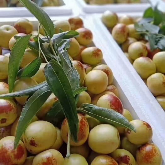 大荔县冬枣 陕西省渭南市大荔县