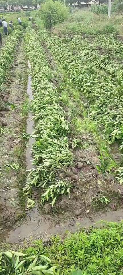 青珊瑚  法青苗木