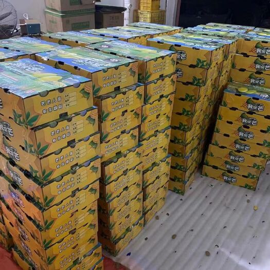 平果市金煌芒 芒果多品种