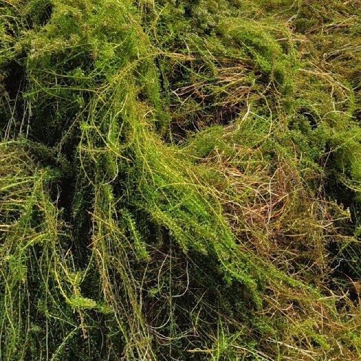 洪湖市优质伊乐藻，带白根须，生长快，好，养殖虾蟹水草