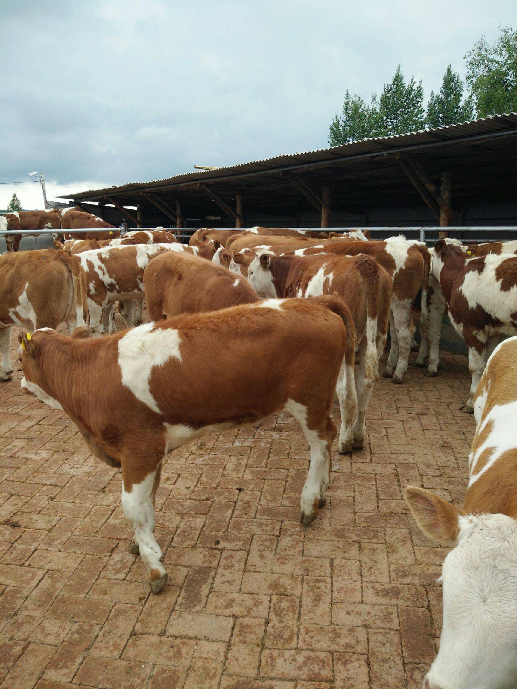 牛犊 改良黄牛犊 西门塔尔牛犊