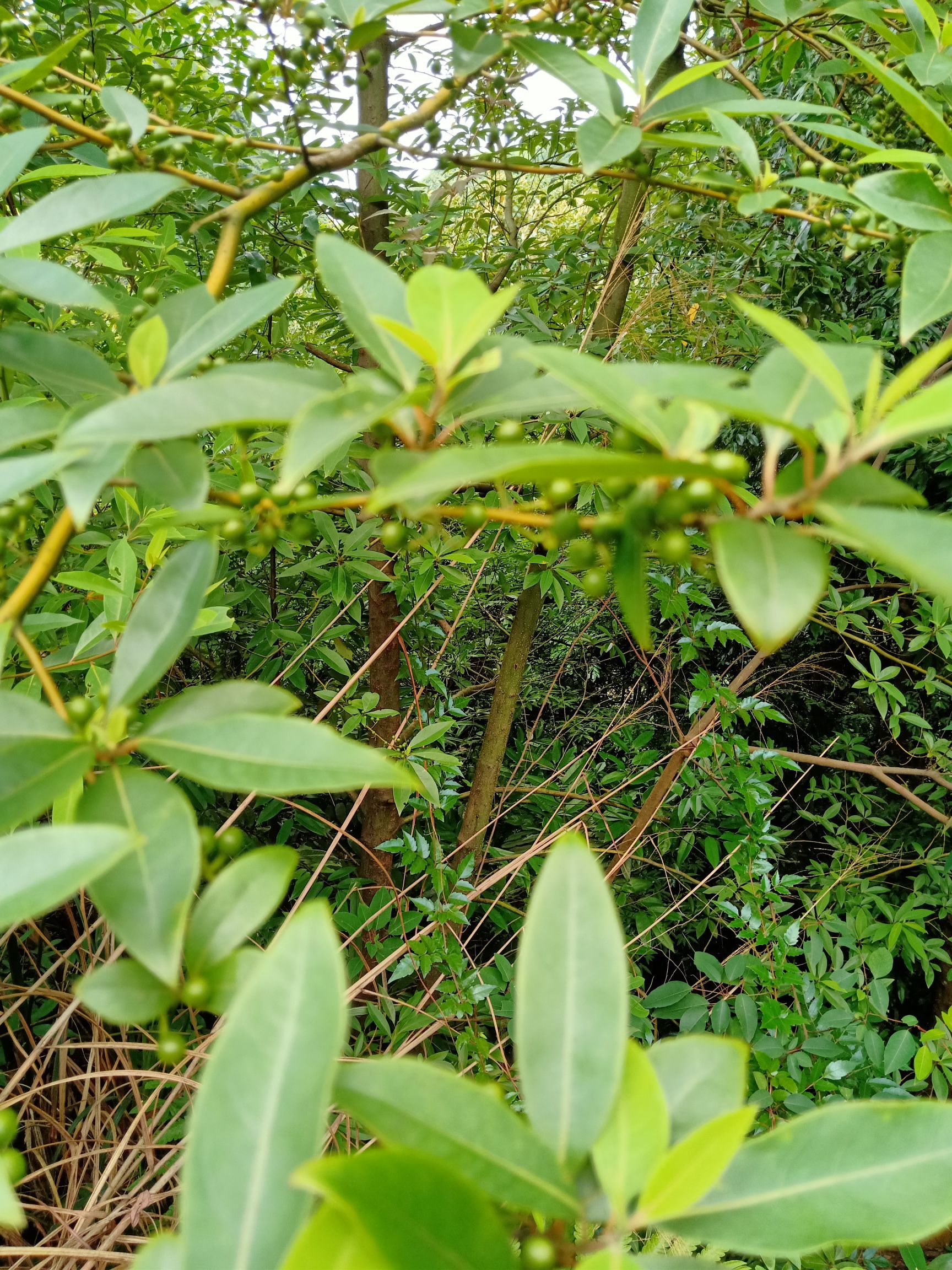 新鲜天然生山胡椒-山苍子