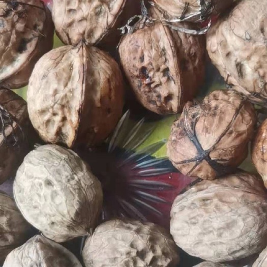 盐源县薄皮核桃  核桃