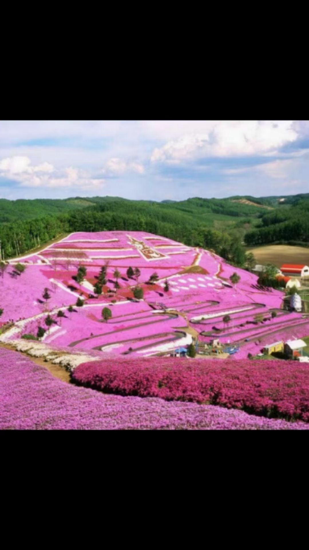 丛生福禄考，芝樱，花海专用，精品丛生福禄考。