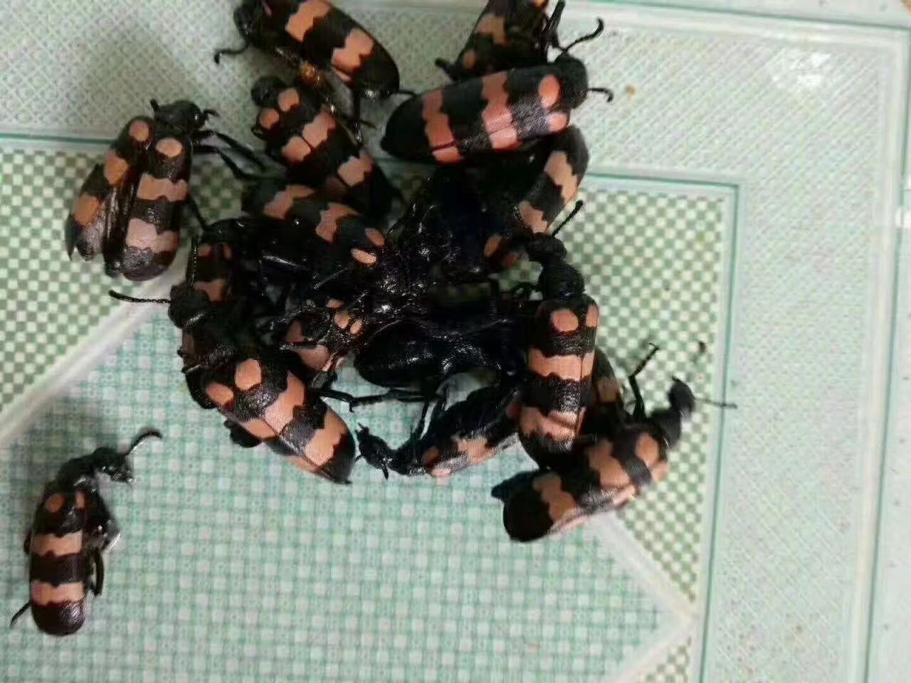 豆豆虫，，花虫，斑虫