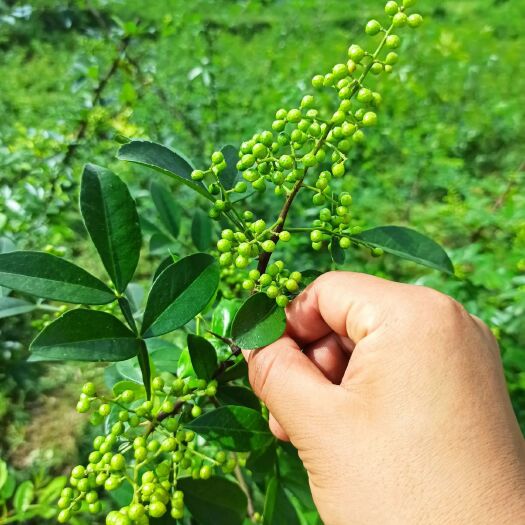 德江县 青花椒