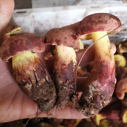 南华县红葱菌  新鲜牛肝菌上市了野生牛肝菌