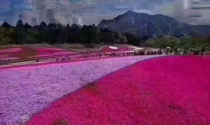 丛生福禄考，芝樱，花海专用，精品丛生福禄考。