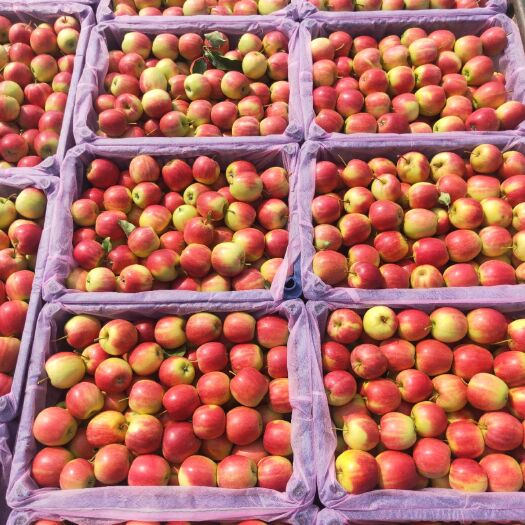 西丰县金红123  123小苹果，123小苹果，产地直发，货源充足