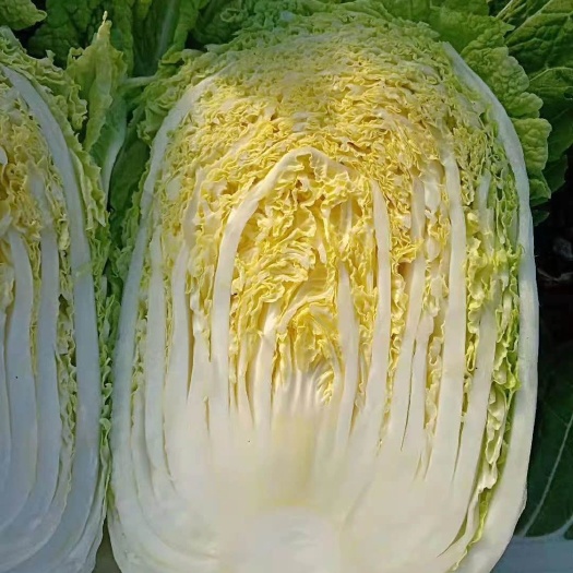 公主岭市黄心大白菜  黄心白菜