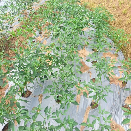 苍溪县二荆条鲜椒