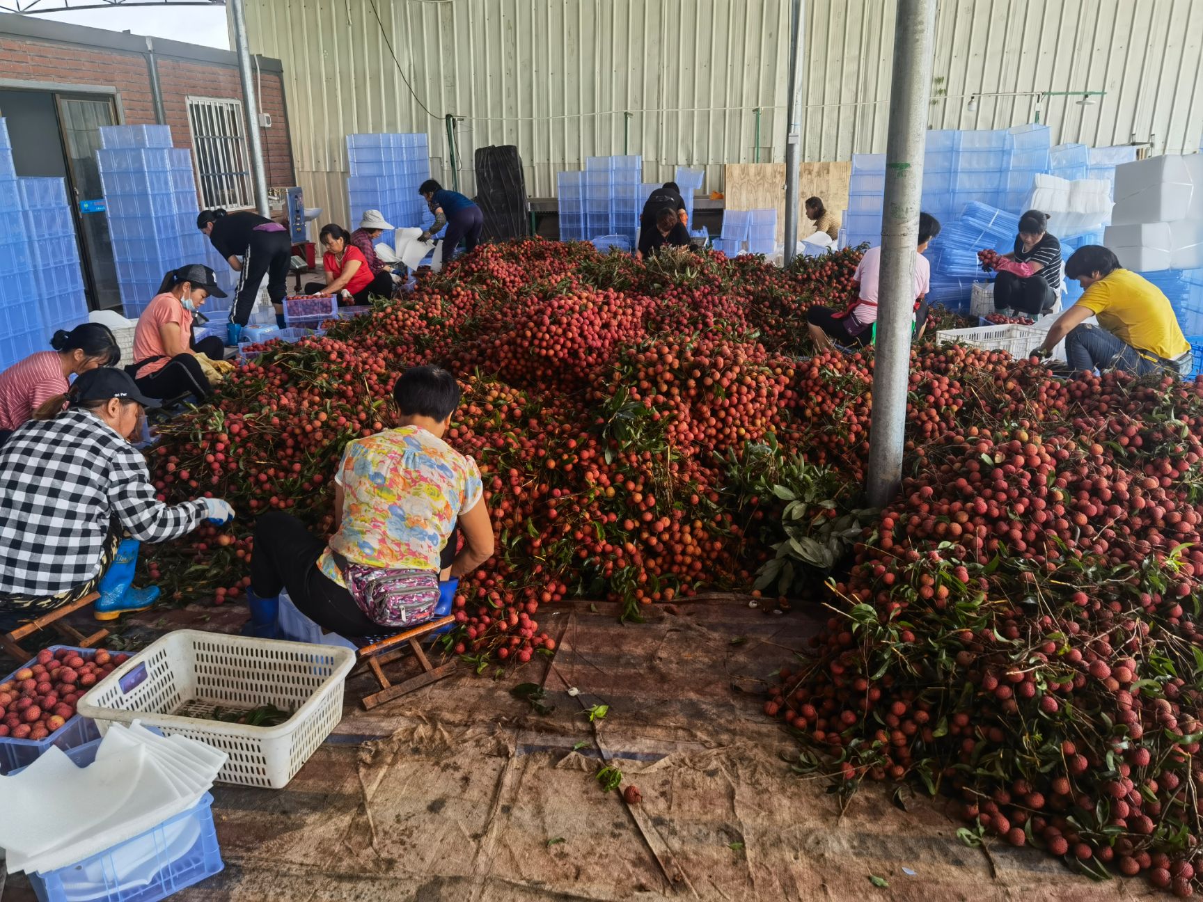 广东荔枝/阳西玉荷包荔枝代办！