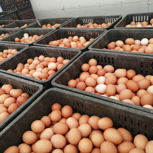 南通普通鸡蛋  鲜鸡蛋，颗大饱满保质保量