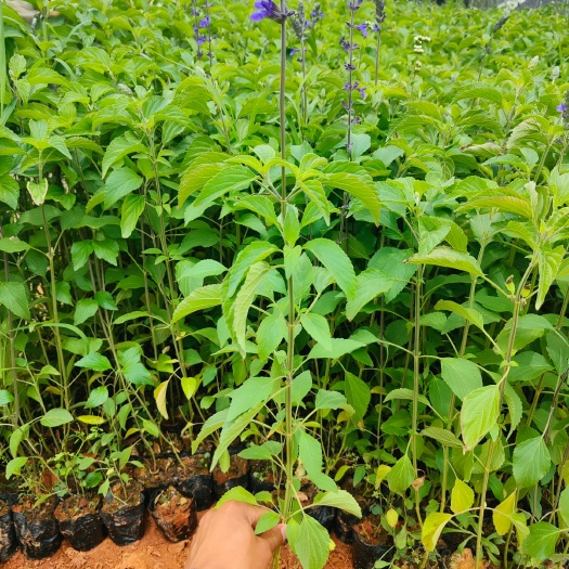 宜良县鼠尾草 蓝花尾鼠草