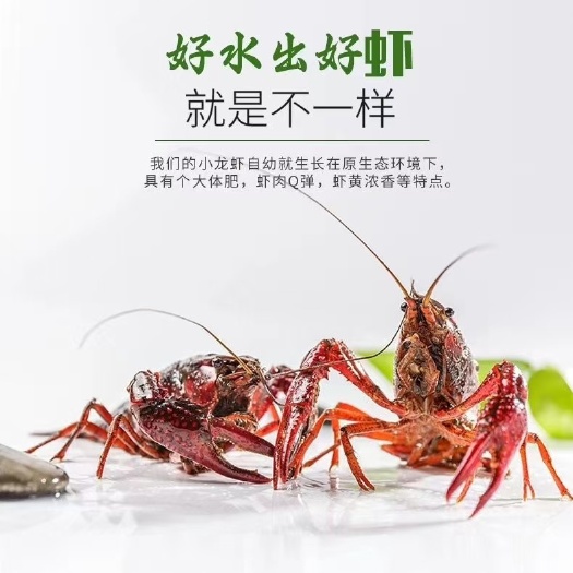 洪湖市小龙虾苗  优质龙虾苗，全国各地发货，货到付款