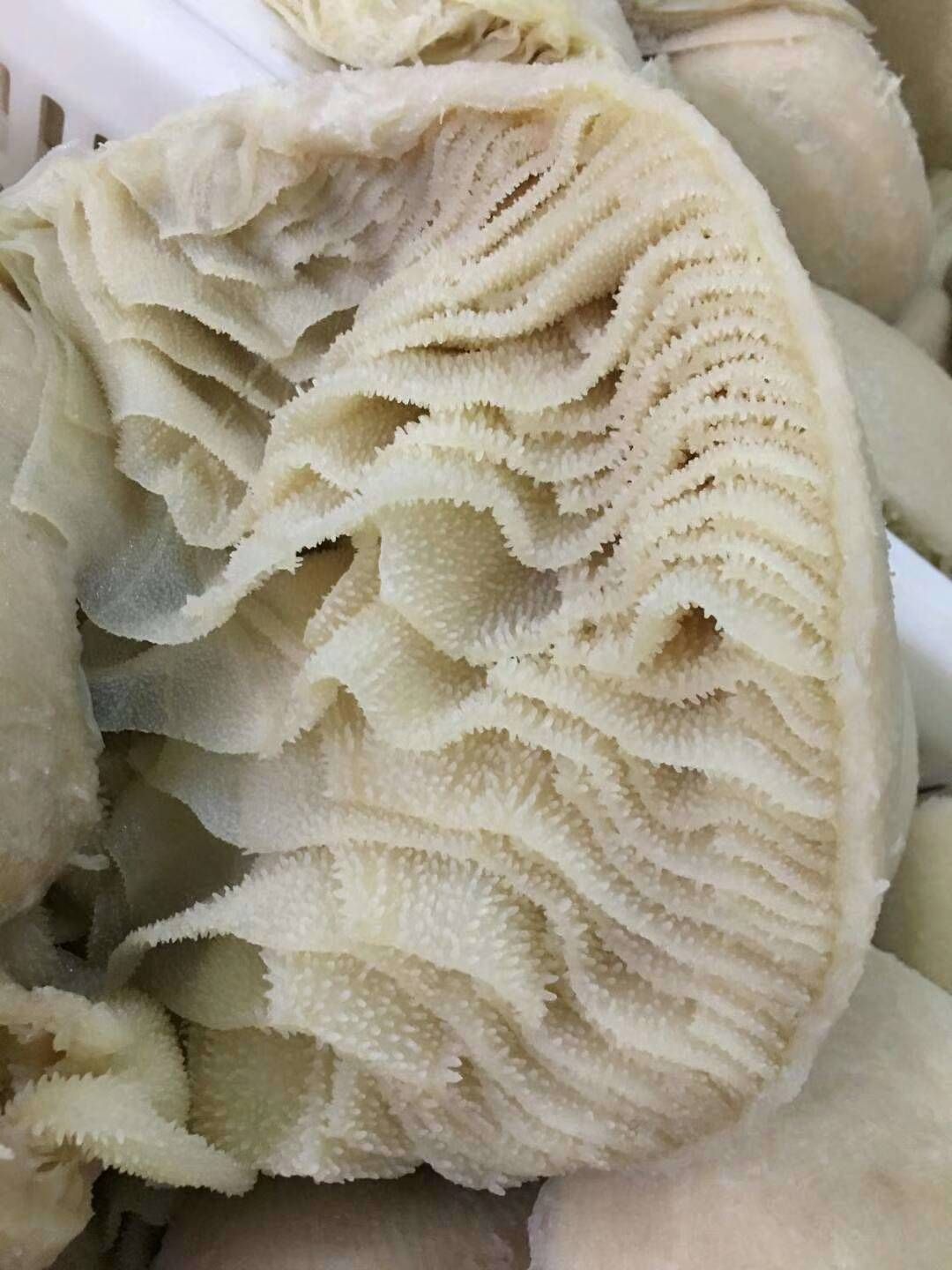 牛百叶（白个子）适合火锅涮烫，2.5公斤一包，一件10包