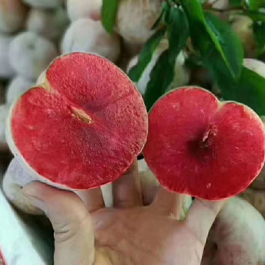 汝城县 芙蓉李