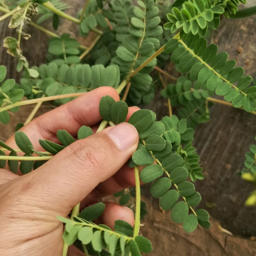 金昌青干草饲料 黄芪秸杆，9月份收割，要得联系
