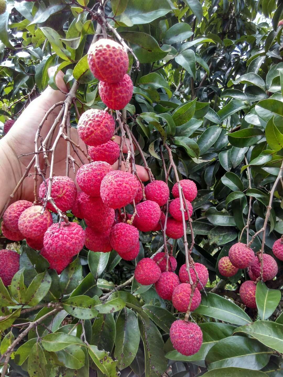 禾荔荔枝 大量供应淮枝