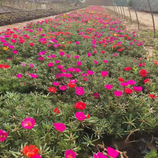 鄢陵县 草花 半枝莲 夏瑾 鼠尾草 美女樱