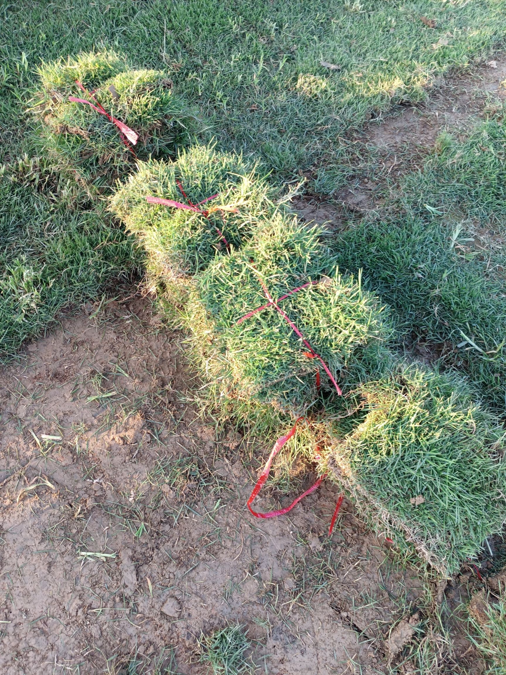 马尼拉草皮  草坪