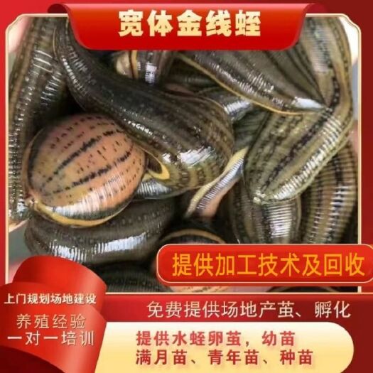 沭阳县宽体金线蛭  水蛭蚂蝗活体幼苗半月苗满月苗青年苗养殖场直销量大优惠提供养殖