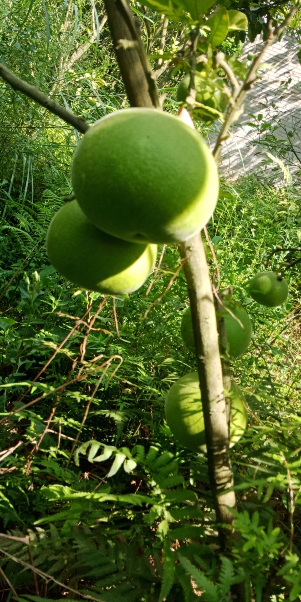 化橘红  化州桔红