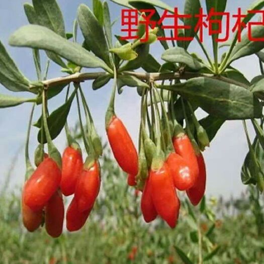 新野县红枸杞  枸杞