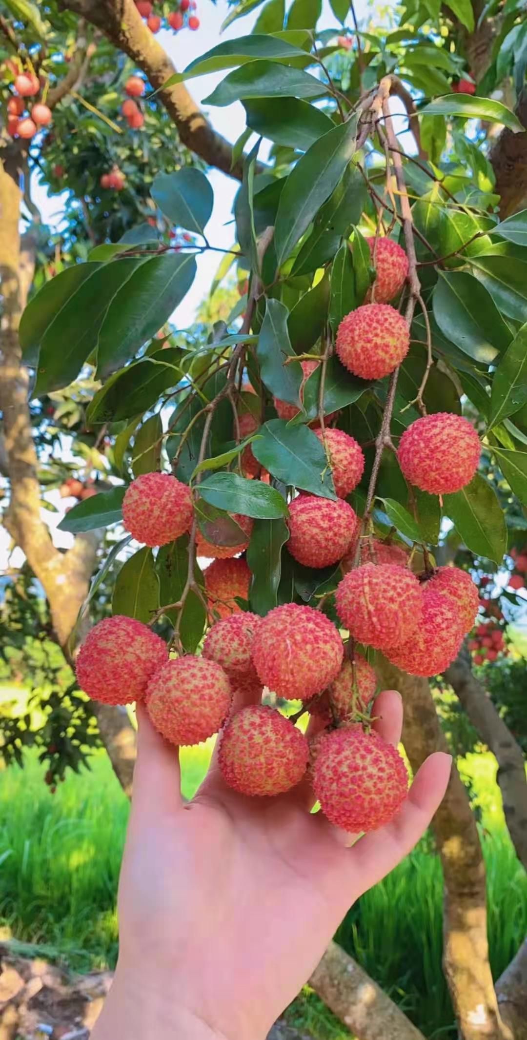 桂味荔枝 座標廣東從化荔枝桂味,冷鏈直達!