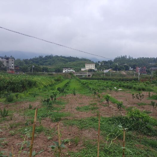 重庆市 570亩果园出租