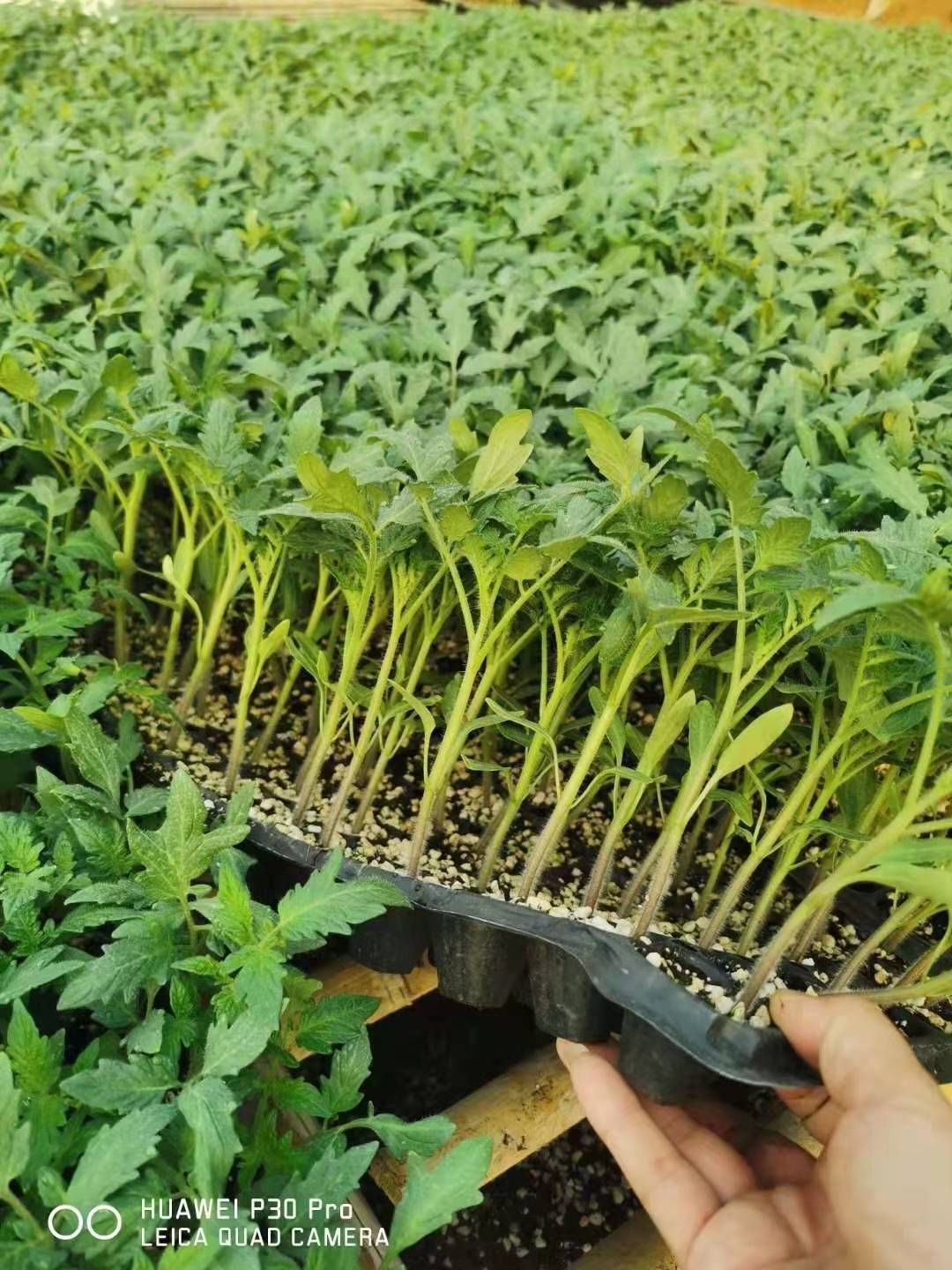 毛粉番茄苗  普罗旺斯西红柿苗，口感西红柿苗，番茄苗，苗厂直