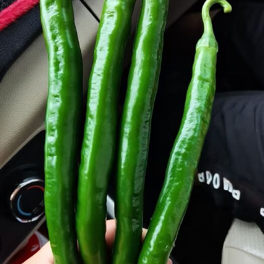 清丰县 辣椒，线椒