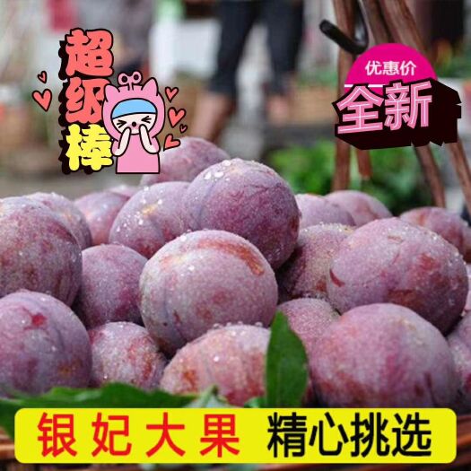 信宜市钱排镇“银妃”三华李