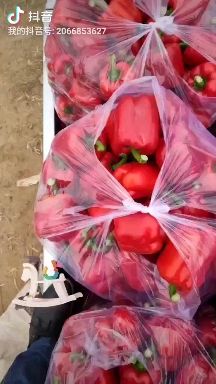 彩椒苗，红彩椒苗，育苗基地直发，提前预定更优惠