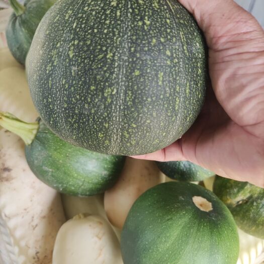漳浦县绿皮西葫芦  西葫芦（圆形）