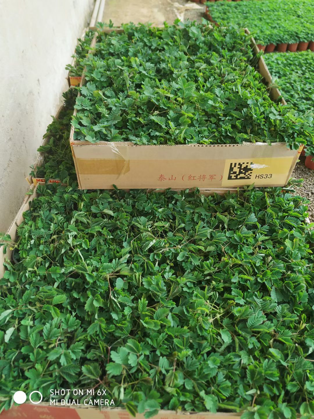 含羞草  密实度超级好  含羞草质量A级