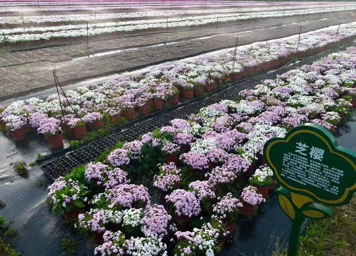 丛生福禄考，芝樱，花海专用，精品丛生福禄考。