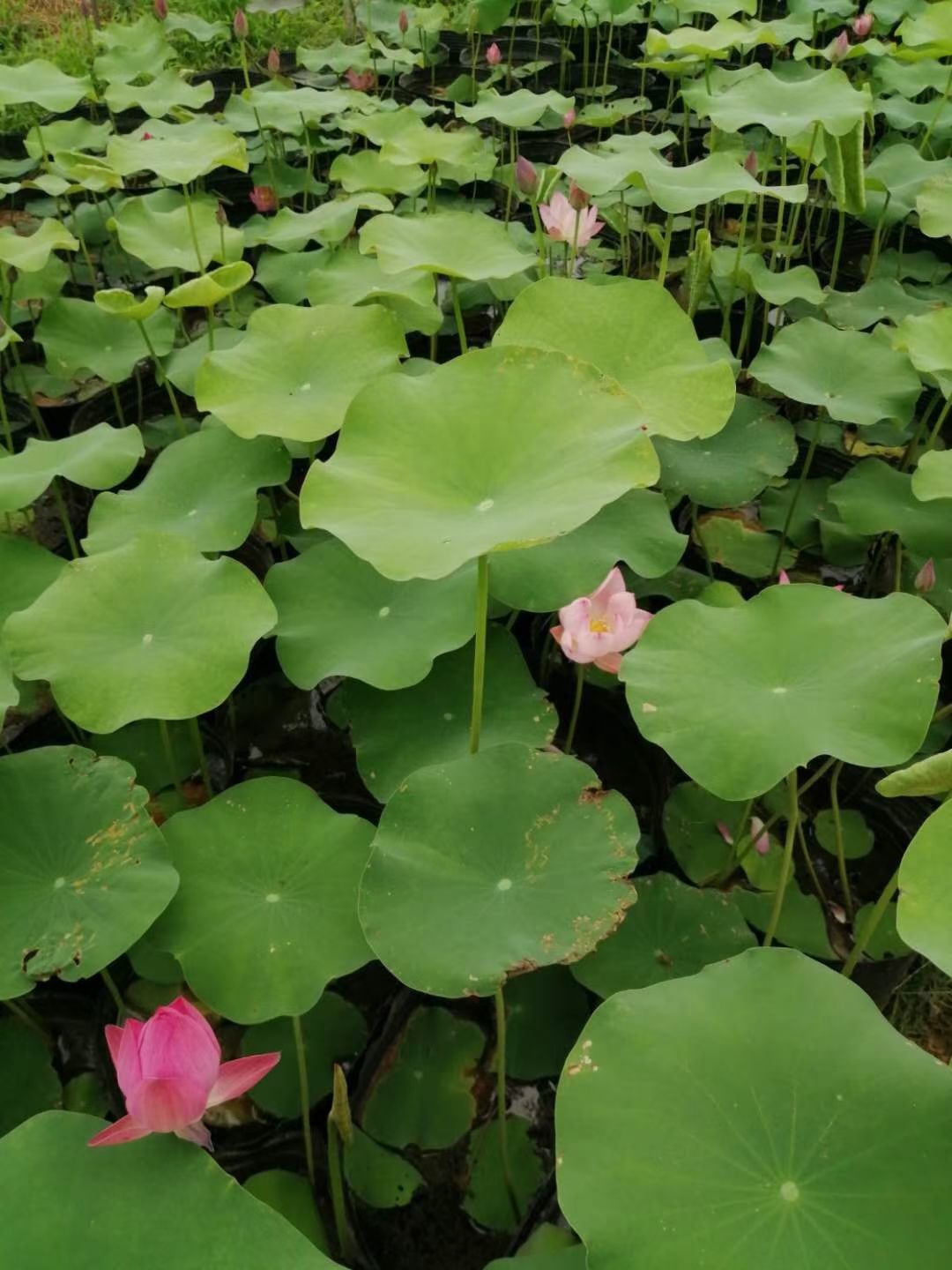  荷花  品种荷花  开花荷花 基地直供质优价廉