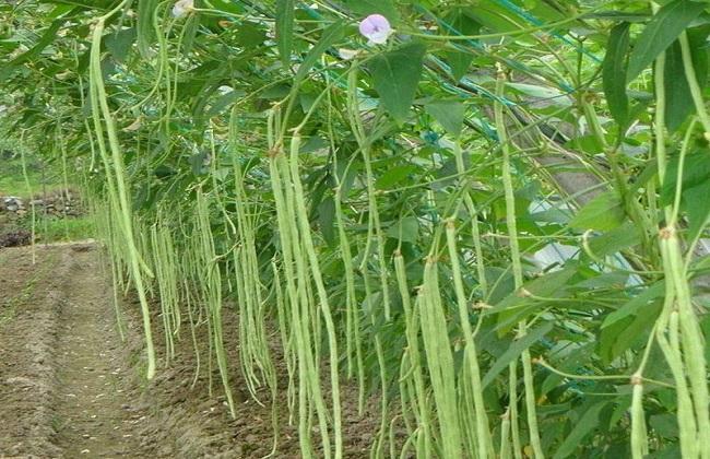 菏泽 豆角大批量上市中质量上乘 欢迎新老顾客前来订购量大从优