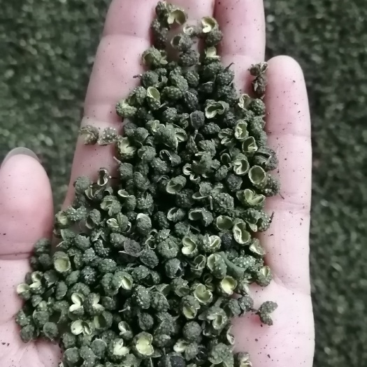 遵义青麻椒2023新货江津青花椒静货YY货