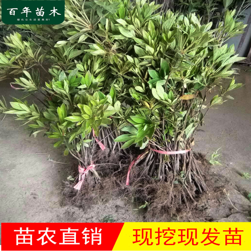 毛杜鹃花苗庭院绿化四季常青杜鹃苗园林工程带土毛娟小苗室外开花