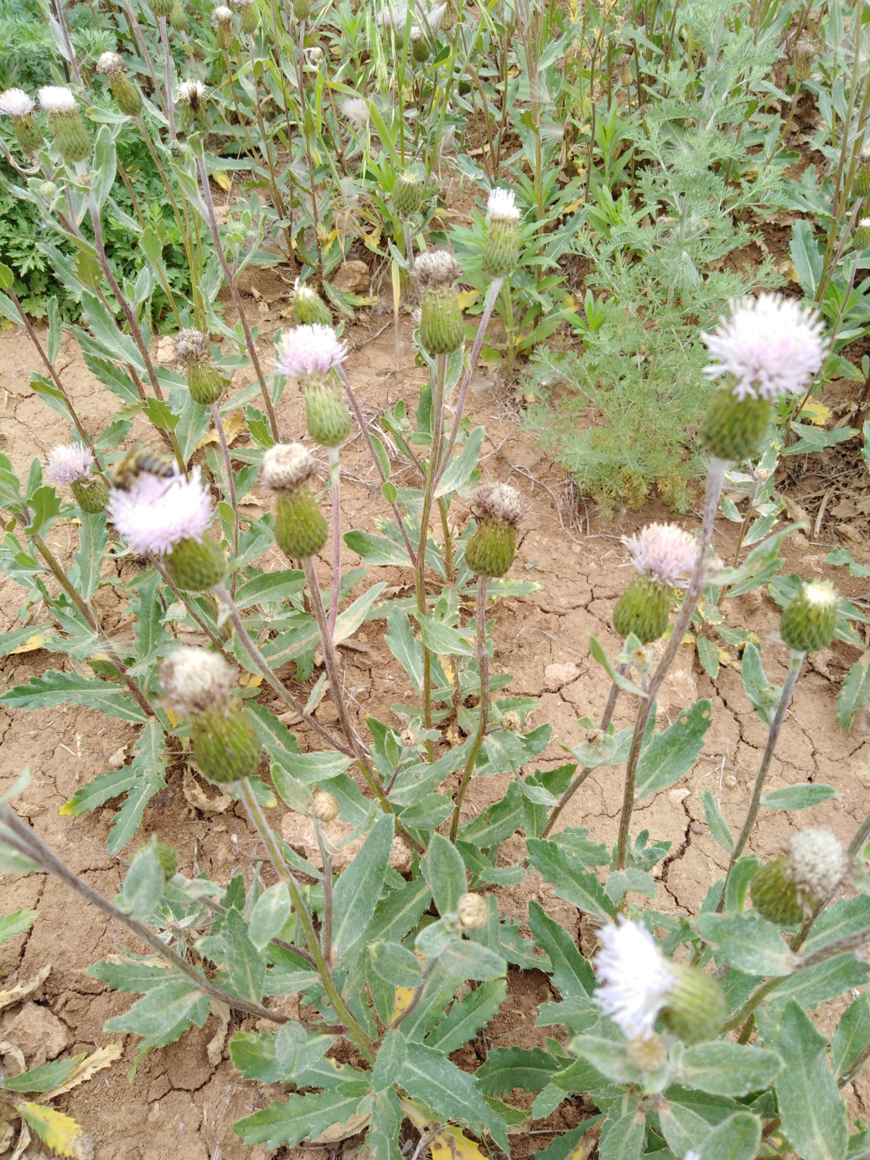 小蓟草 野生小蓟