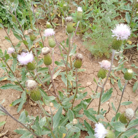 小蓟草 野生小蓟