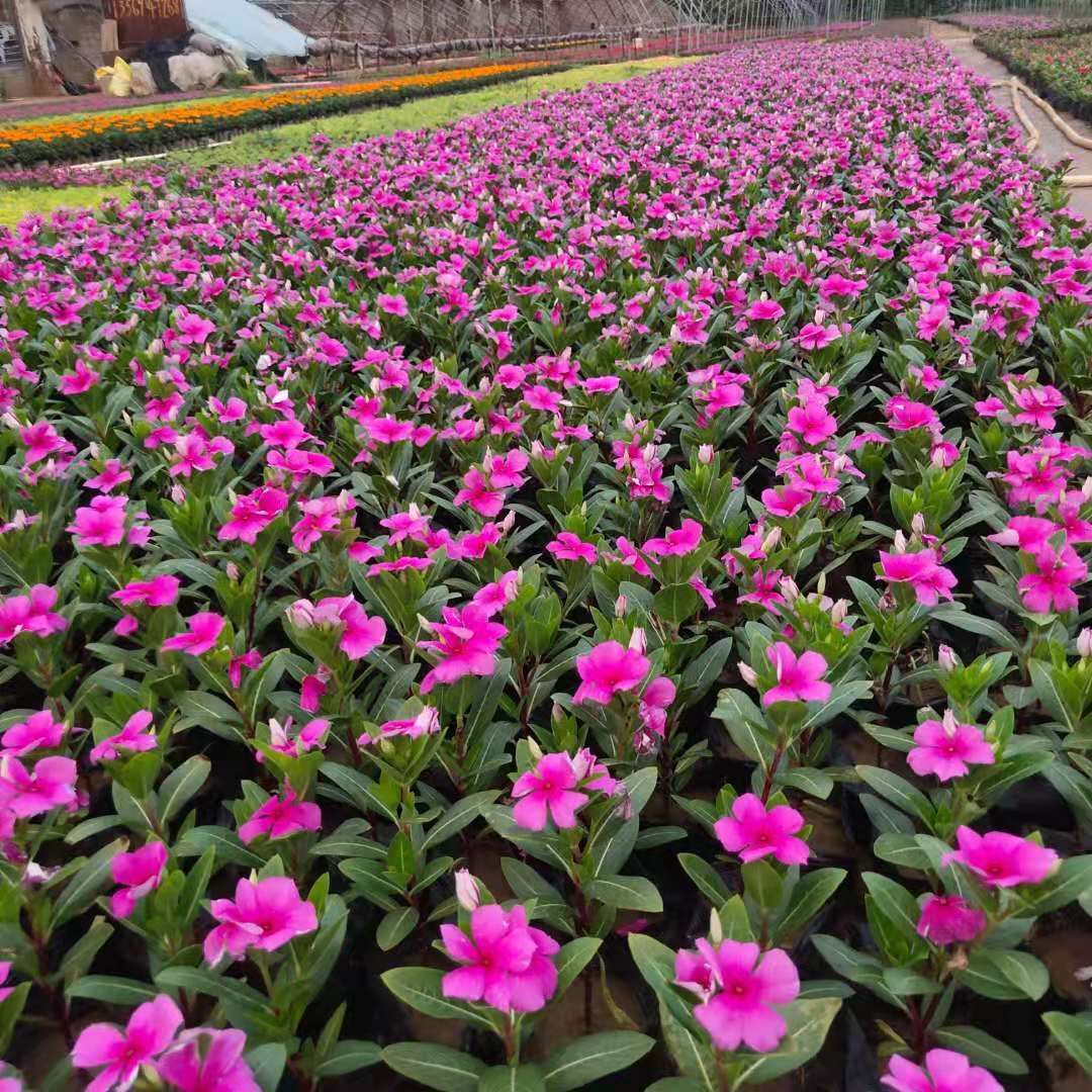  草花 雞冠花 矮牽牛 長春花 孔雀草