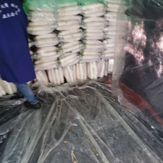 重庆市 白萝卜
