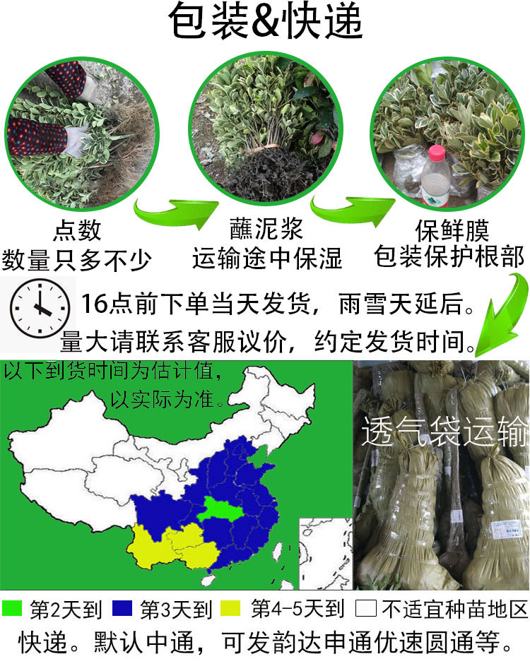 金边黄杨树苗苗圃直发室外花园绿化大叶苗木庭院篱笆四季常青布景