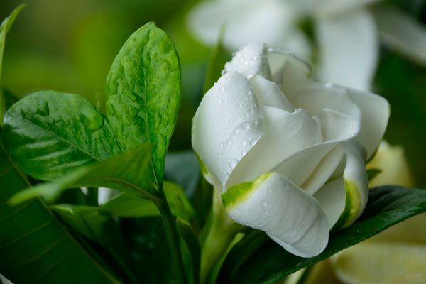 大叶栀子花苗花园地栽绿化工程四季常青浓香小苗室内盆栽开花盆景